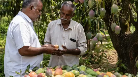 दक्षिण भारत के किसान आम की देसी किस्में बचाने में जुटे