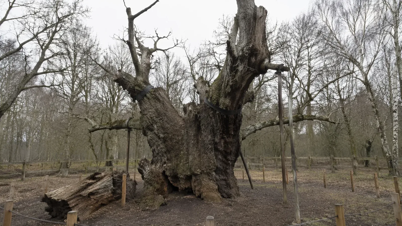 Major Oak, 1,200-Year-Old Tree Linked to Robin Hood, Declared Dead