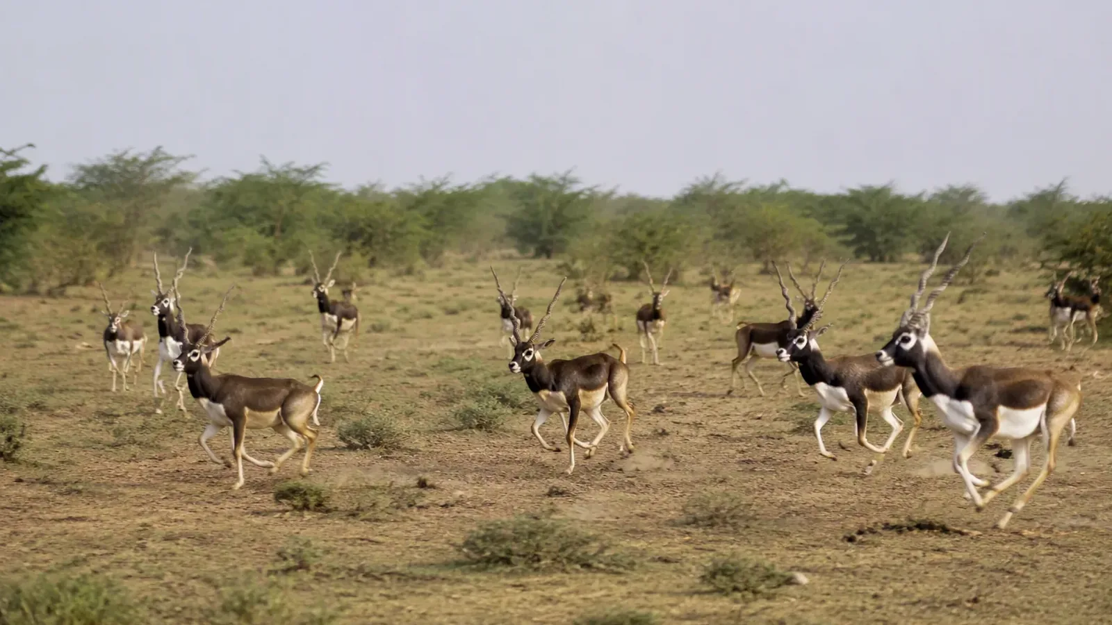 20 Blackbucks Released in Gujarat's Banni Grasslands on Independence Day