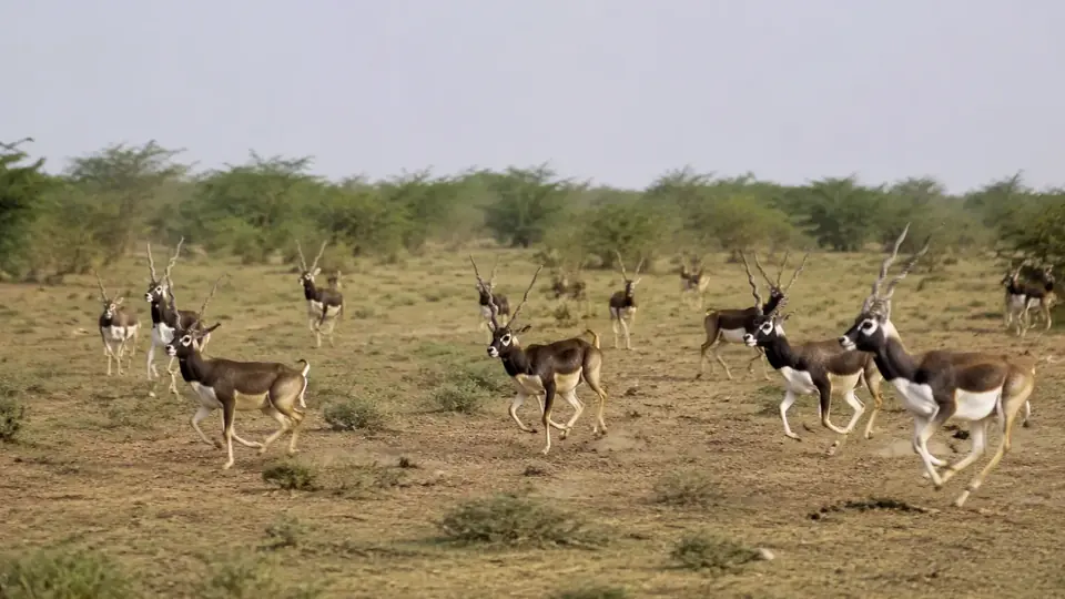 20 Blackbucks Released in Gujarat's Banni Grasslands on Independence Day