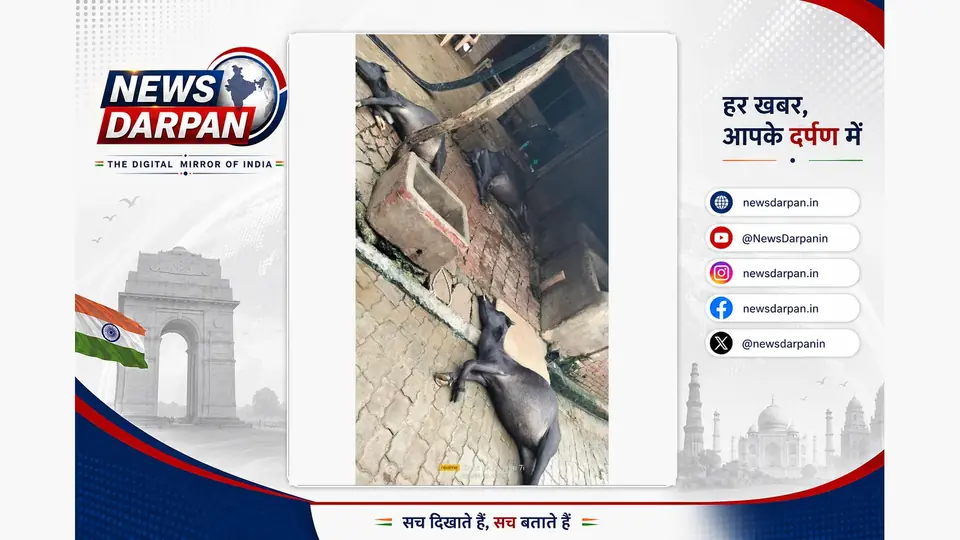 कानपुर में पड़ोसी विवाद में तीन भैंसें जहर देकर मारी गईं