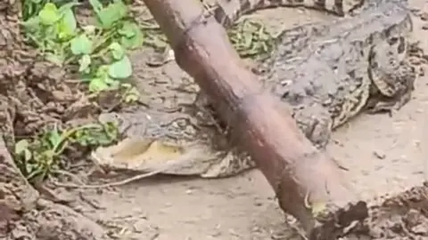 Villagers safely rescue crocodile hatchling, release it into river