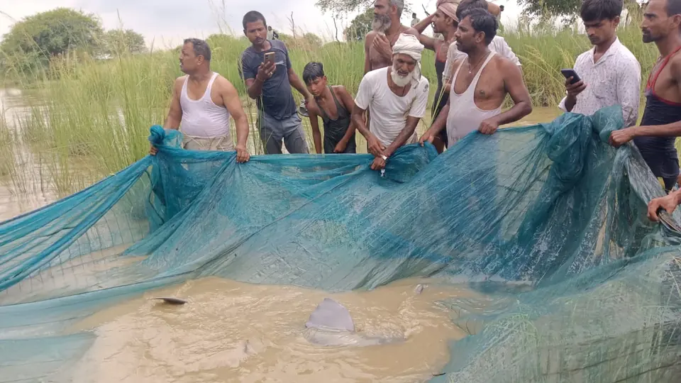 Dolphin rescued from drain in Uttar Pradesh after villagers alert forest team