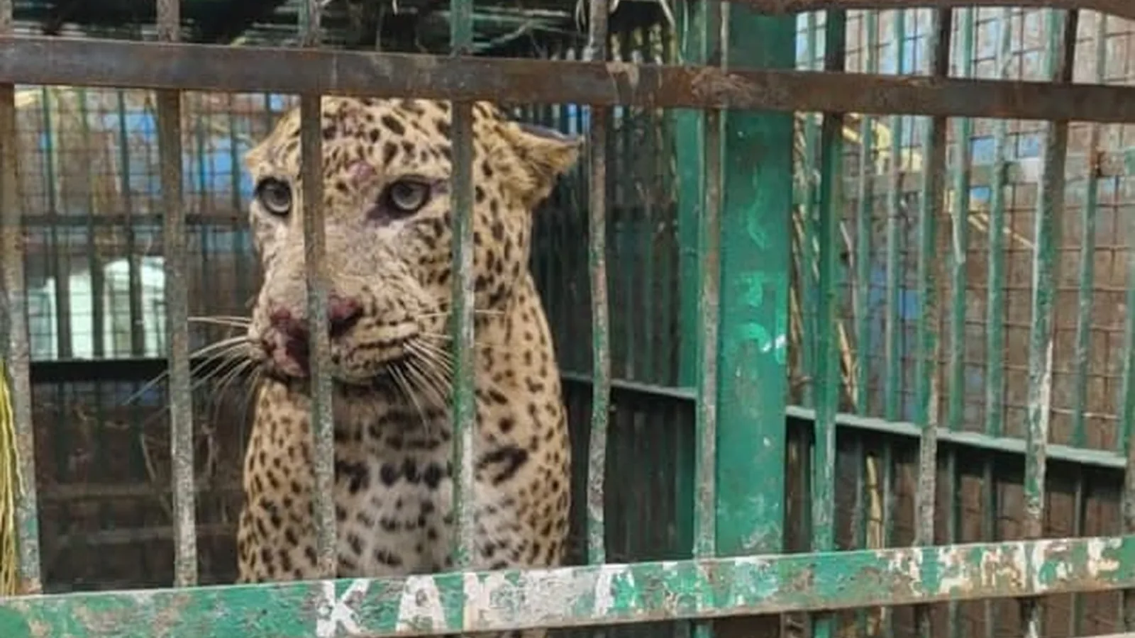 Sixth leopard rescued in 30 days as floods drive wildlife toward villages