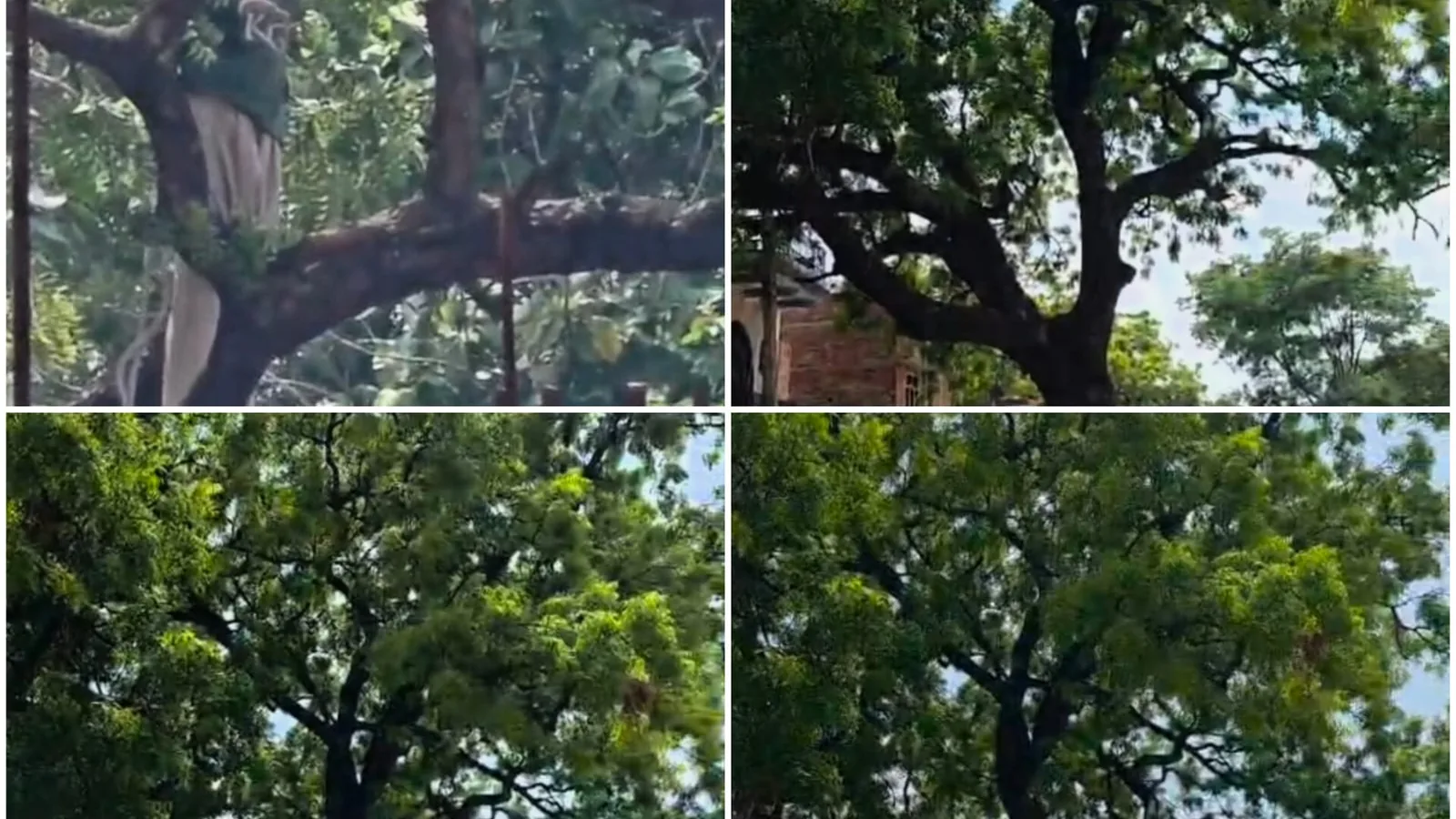बहराइच के स्कूल में पेड़ काटने की तैयारी, पर्यावरण नीति पर सवाल