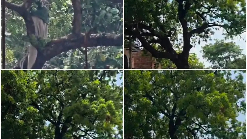 बहराइच के स्कूल में पेड़ काटने की तैयारी, पर्यावरण नीति पर सवाल