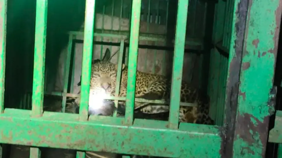 Male leopard trapped and rescued in Bahraich after livestock attacks