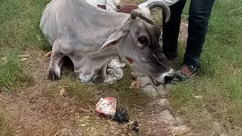 प्रतापगढ़ में बेसहारा गायों की समस्या, समाज से मदद की अपील