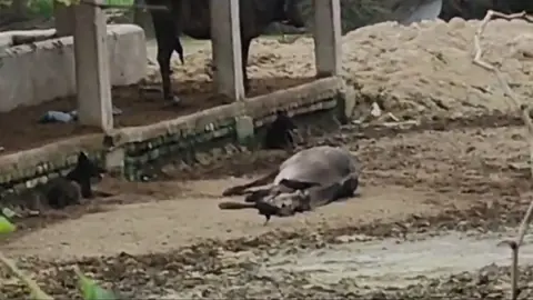 कानपुर की गौशाला में मृत पशुओं को कौवे-कुत्ते नोचते हुए, सरकारी व्यवस्था पर सवाल