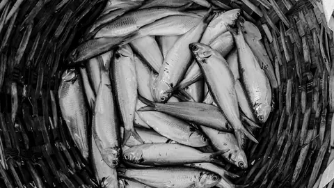 Fishes of Chennai explores city’s native freshwater fish, explores its cultural connection
