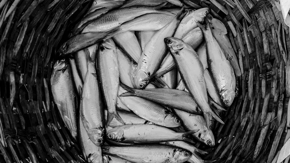 Fishes of Chennai explores city’s native freshwater fish, explores its cultural connection