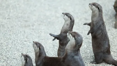 FDA suspends license of Mumbai's Otters Club over analogue paneer; Crackdown on several other establishments across Maharashtra