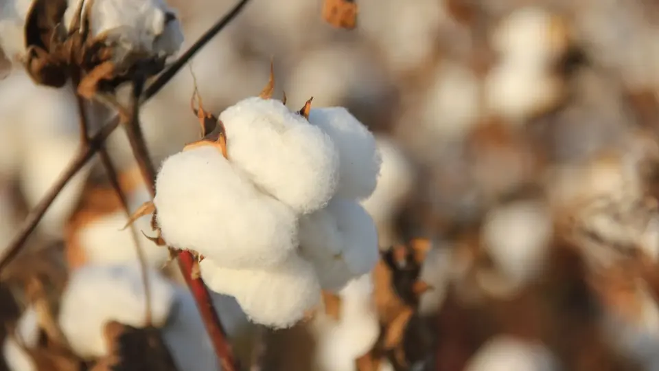 Despite US sanctions on Xinjiang cotton, China’s textile industry weathers the storm