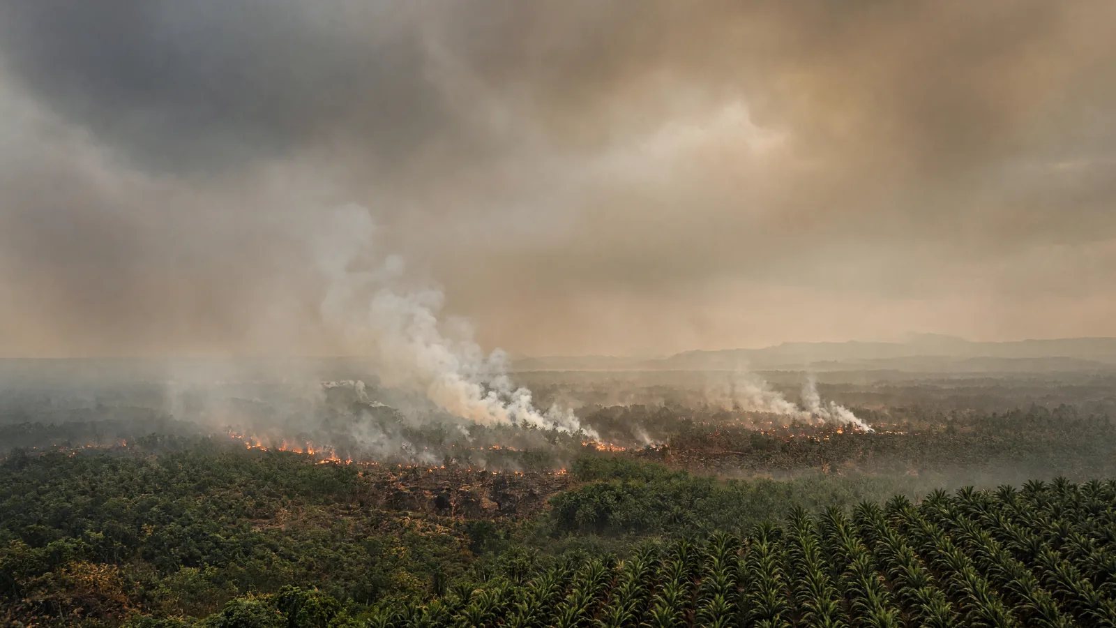 Up in smoke: how Southeast Asia bungled its haze response
