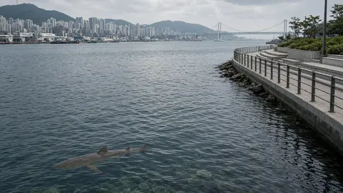 Copper shark's four-day stay in South Korea's Busan harbour draws massive crowds