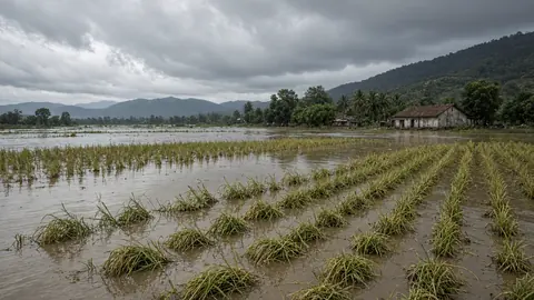 Floods damaged crops on 13,000 acres in Andhra’s Srikakulam, says Agriculture Department