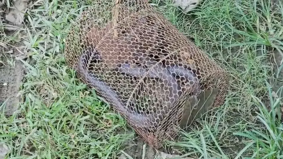 Cobra hunting rats gets trapped in cage, rescued in Shravasti bazaar