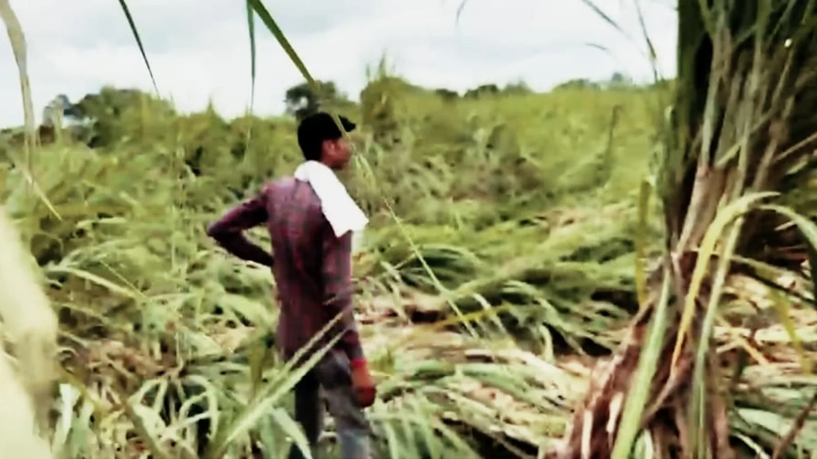 Arvan Storm Impact: Rain, Strong Winds Damage Crops In Amethi