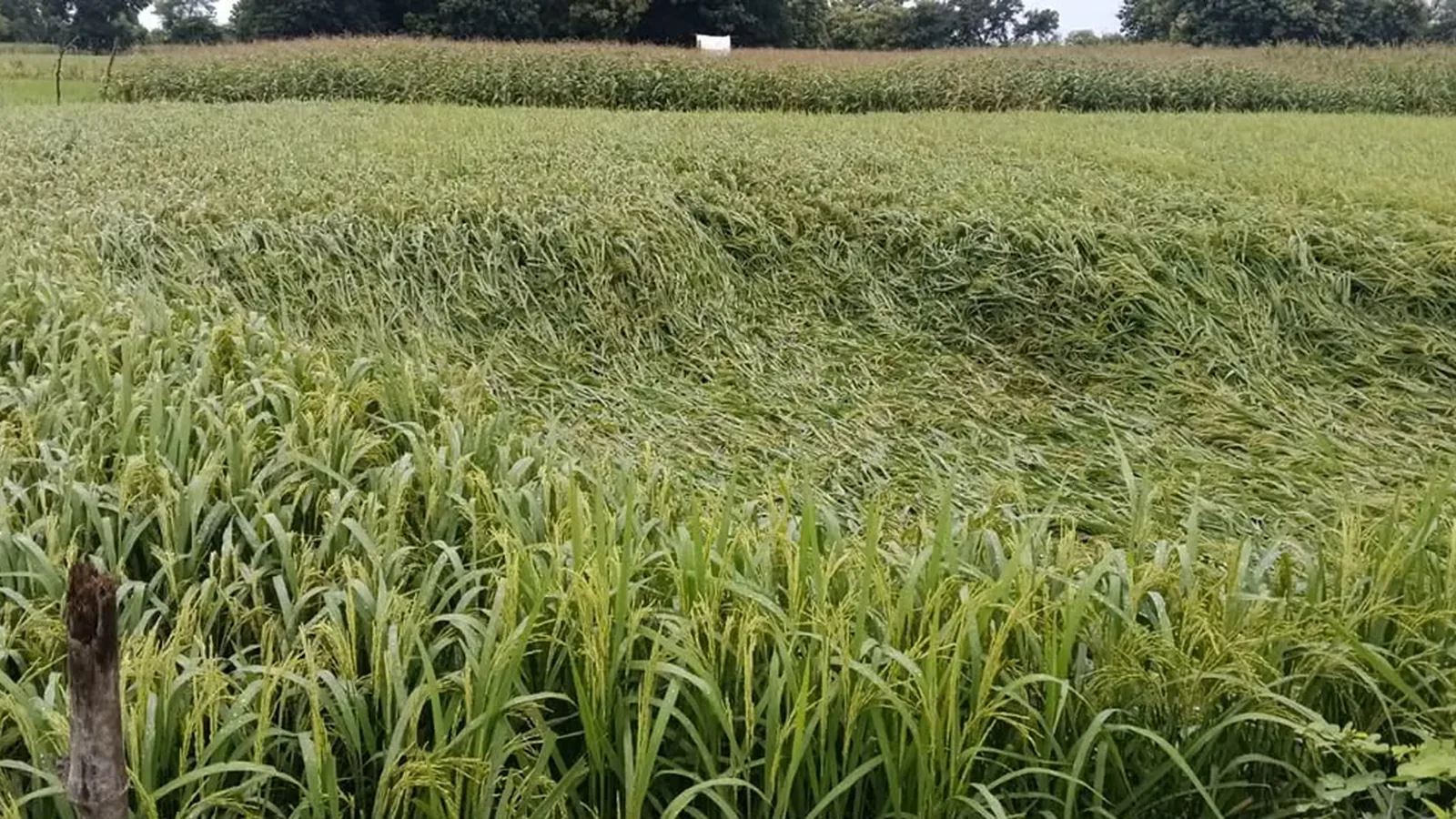 Shravasti Rain Brings Crop Relief, Waterlogging Trouble After Three Days