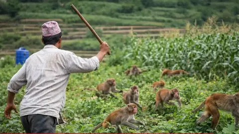 संभल के चंदौसी में बंदरों का आतंक, घर से निकलना मुश्किल