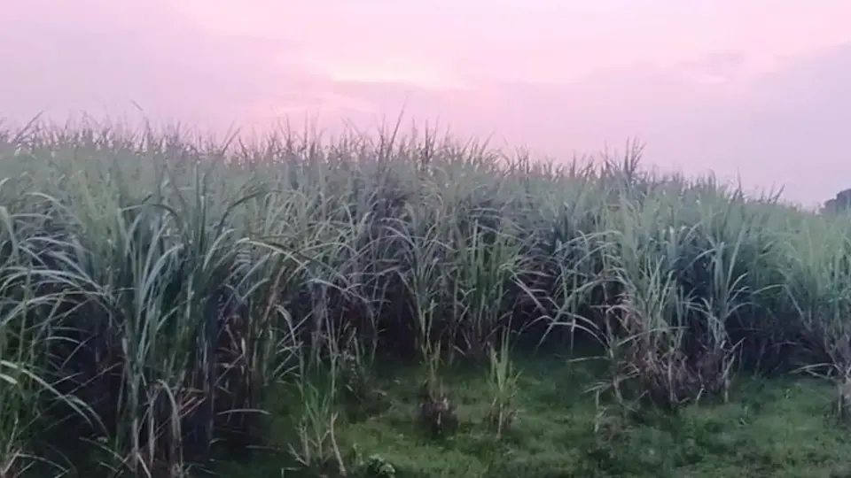 Minor girl's resistance foils rape attempt in Shravasti sugarcane field