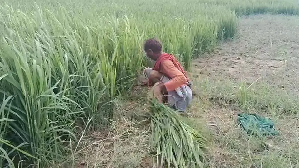 राप्ती की बाढ़ से श्रावस्ती के किसानों की जमीन और फसल दोनों बह रहे