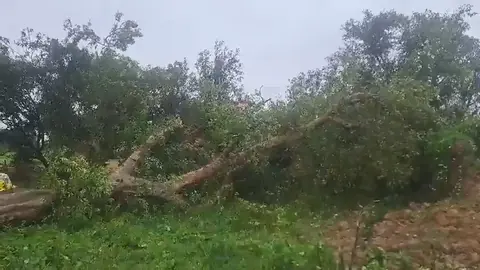 Tree Falls On Shelter In Shravasti; 1 Dead, 5 Injured