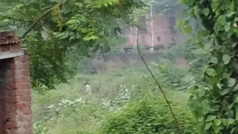 Tree-felling video reignites Muzaffarnagar controversy, questions loom over inaction