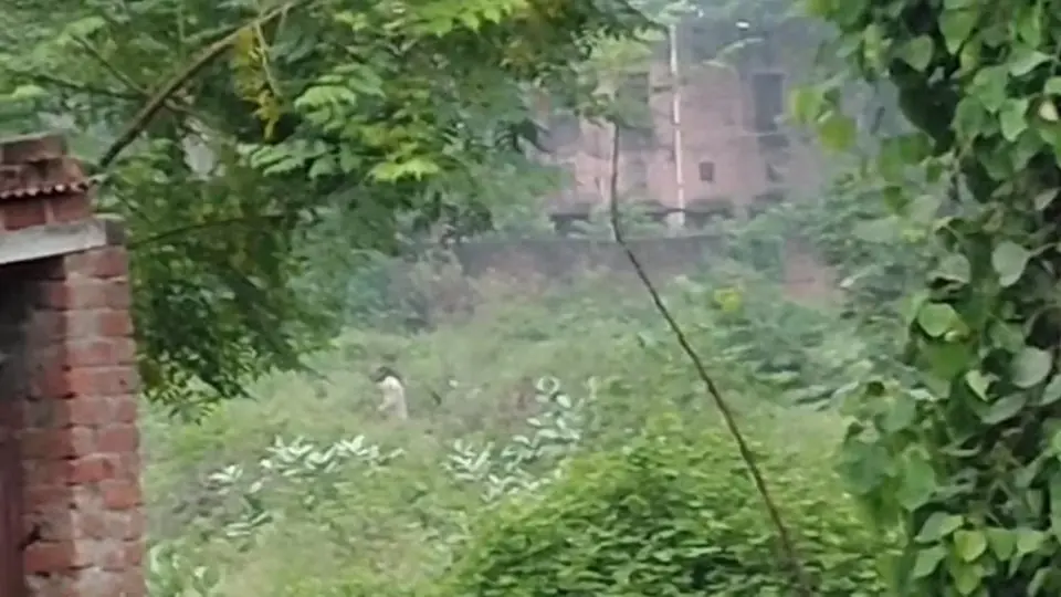 Tree-felling video reignites Muzaffarnagar controversy, questions loom over inaction