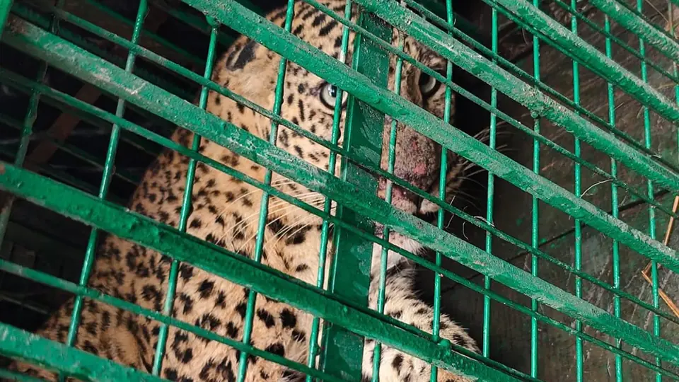 Female leopard that attacked child in Bahraich finally captured safely