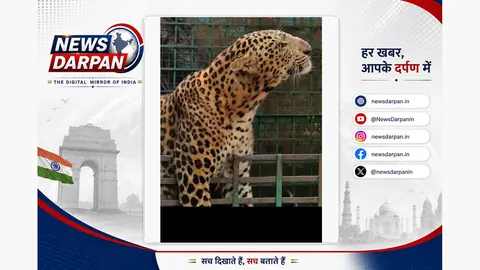 Leopard captured in Bahraich after weeks of prowling village livestock areas