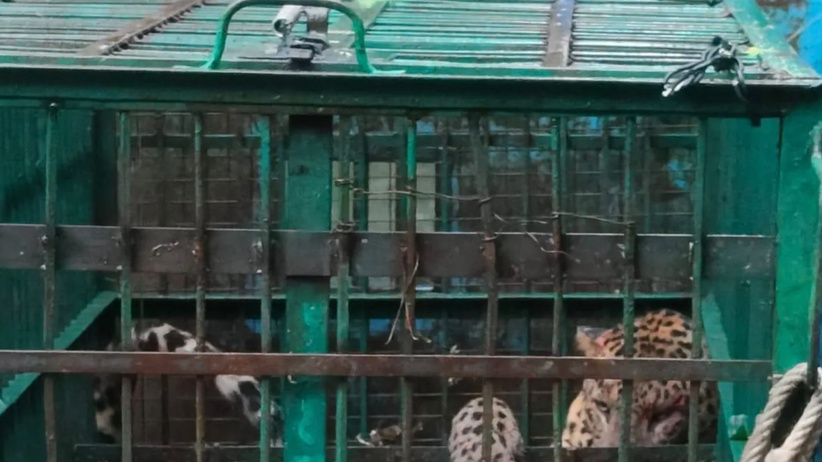 बहराइच में आदमी को मारने वाले तेंदुए को 24 घंटे में पकड़ा गया