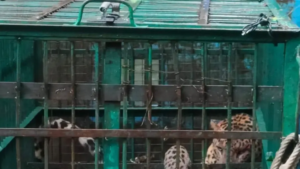 बहराइच में आदमी को मारने वाले तेंदुए को 24 घंटे में पकड़ा गया