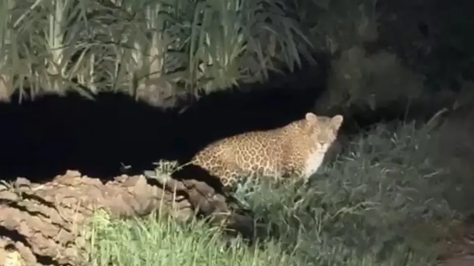 Leopard spotted on Muzaffarnagar road, sparks safety concerns among villagers