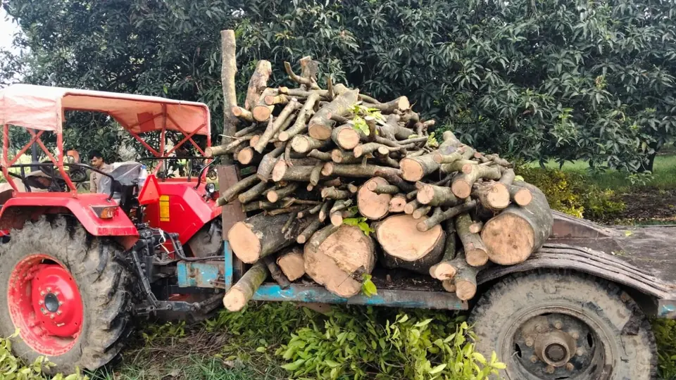 Two men arrested for illegal felling and transport of jamun tree in Bulandshahr