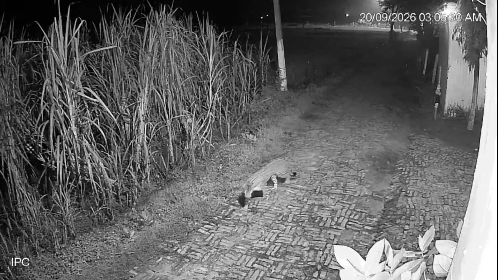 बहराइच में घर के पास तेंदुआ घूमता दिखा, CCTV में कैद हुआ दृश्य