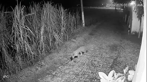 Leopard spotted prowling near house in Bahraich village, caught on CCTV