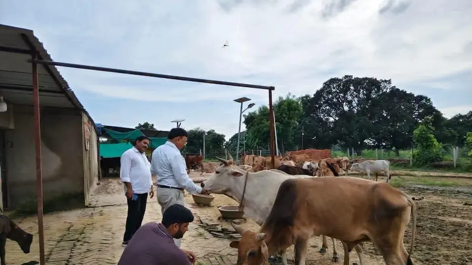 BDO inspects five cow shelters in Pratapgarh after complaints of neglect