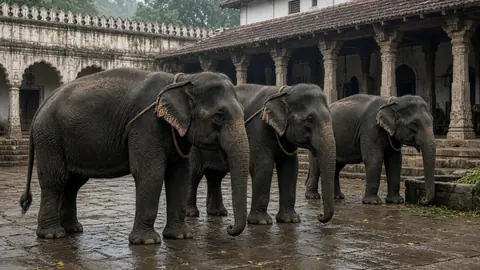 Three Elephants Reach Shivamogga for October 21 Jamboo Savari