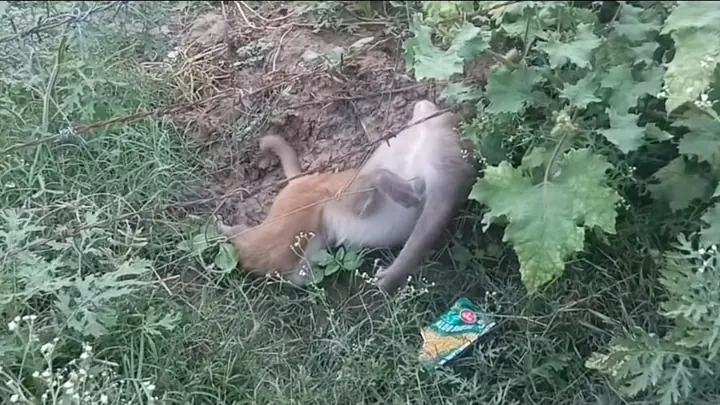 10-12 Monkeys, Two Dogs Die After Alleged Contact With Live Wires in Hathras