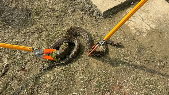 4-Foot Python Found Inside Hamirpur House, Rescued By Forest Team