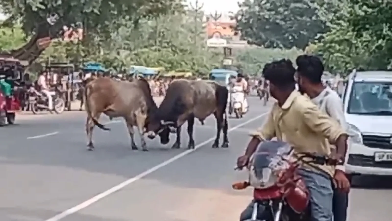 हाथरस की अलीगढ़ रोड पर तीन घंटे भिड़े दो सांड, यातायात प्रभावित