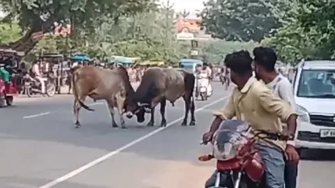 हाथरस की अलीगढ़ रोड पर तीन घंटे भिड़े दो सांड, यातायात प्रभावित