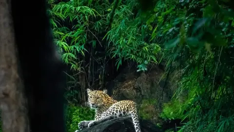 Bandhavgarh Ranked Fifth in New York Times’ 52 Places to Go 2026