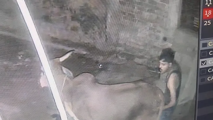 Hathras Police Arrest Youth Over Alleged Unnatural Act With Two Bovines