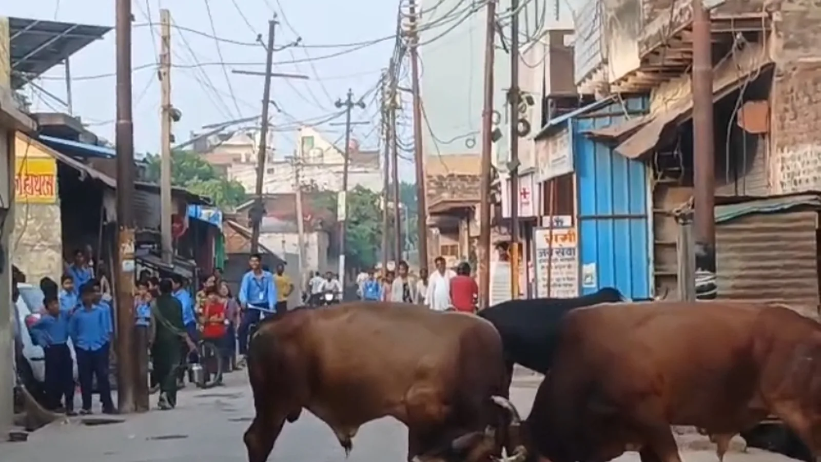 हाथरस में सांडों की लड़ाई से नबीपुर सड़क पर आधे घंटे जाम