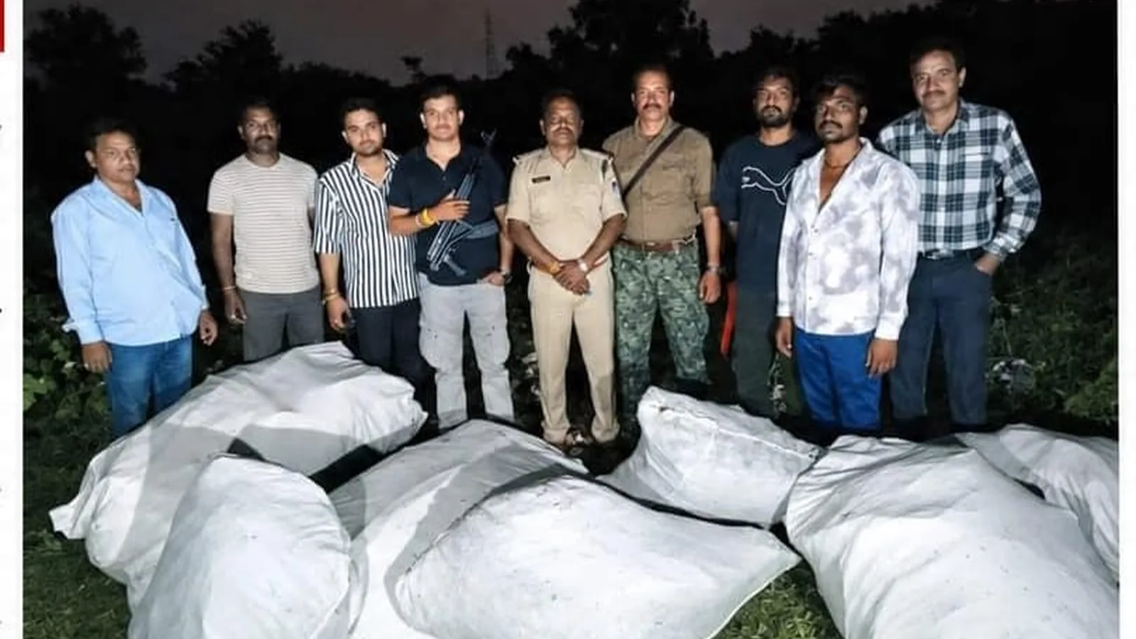 एसटीएफ के मुताबिक खेत से 101 गांजे के पौधे जब्त, आरोपी फरार