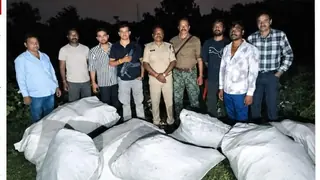 Indore STF Seizes 101 Ganja Plants Weighing 111.76 Kg, Owner Absconding