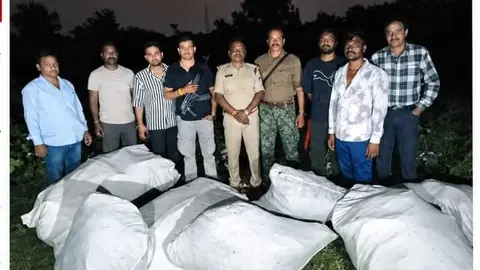 Indore STF Seizes 101 Ganja Plants Weighing 111.76 Kg, Owner Absconding