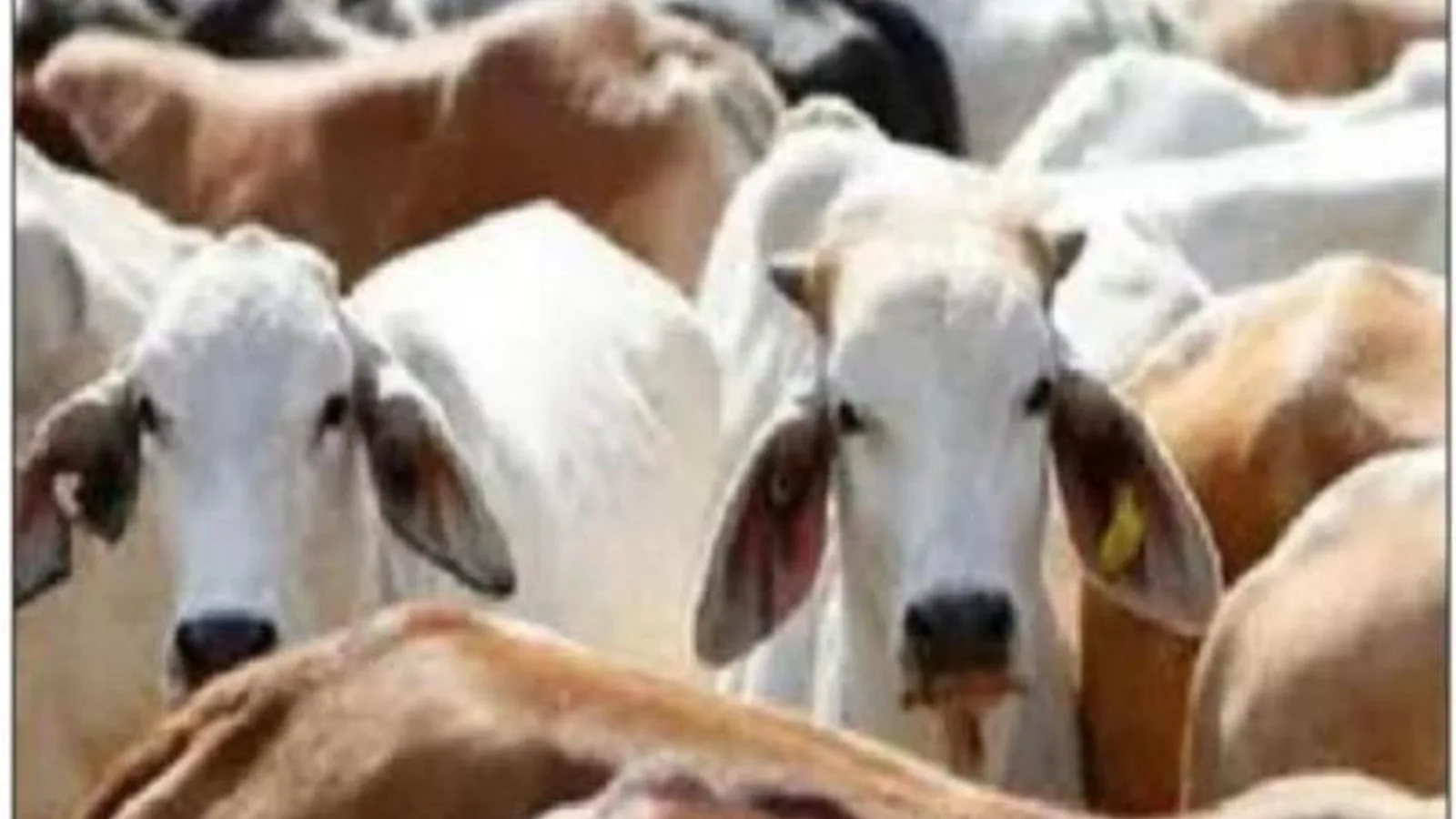 जलभराव में गोवंशों को सुरक्षित पहुंचाने में लापरवाही, अधिकारी निलंबित